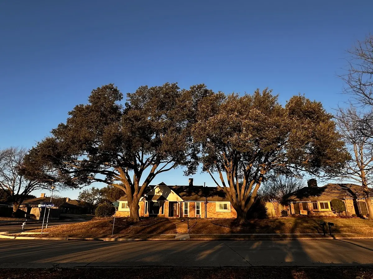 Established residential canopy tree shading a home in Fly Creek